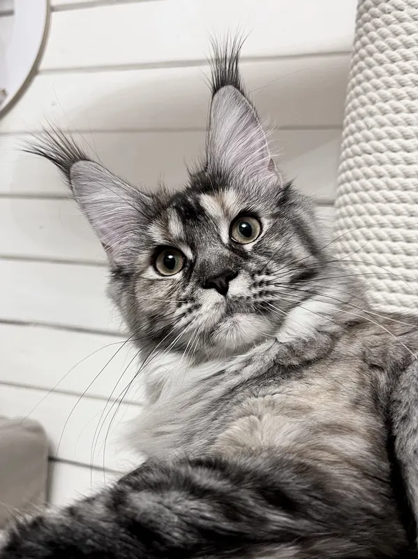 Котенок мейн-кун Черепаховый серебрянный мраморный MCO fs 22 Девочка