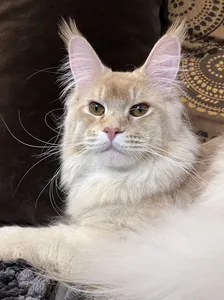 Котенок мейн-кун