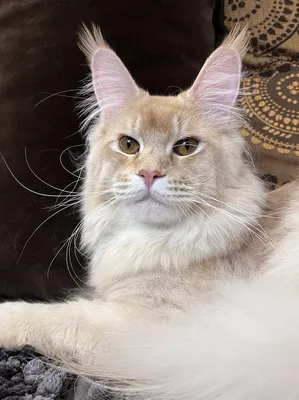 Котенок мейн-кун