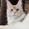 Bruno - фото 2