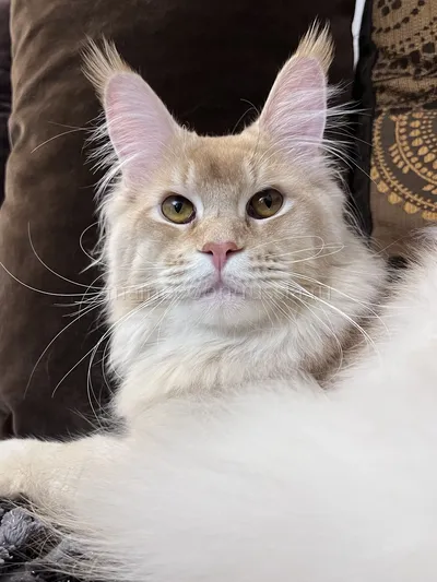 Maine Coon kitten