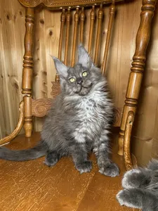 Котенок мейн-кун