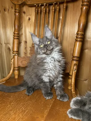 Котенок мейн-кун