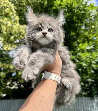 Котенок мейн-кун
