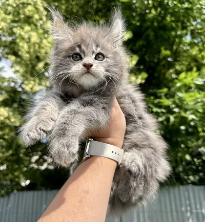 Котенок мейн-кун