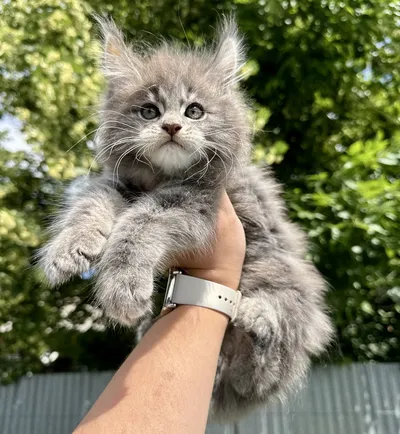 Maine Coon kitten