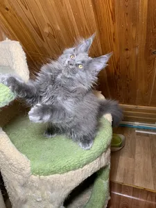Котенок мейн-кун