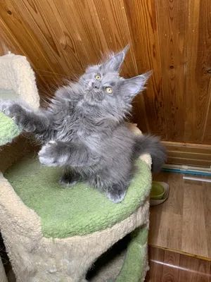 Котенок мейн-кун