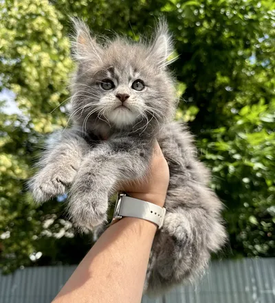Котенок мейн-кун