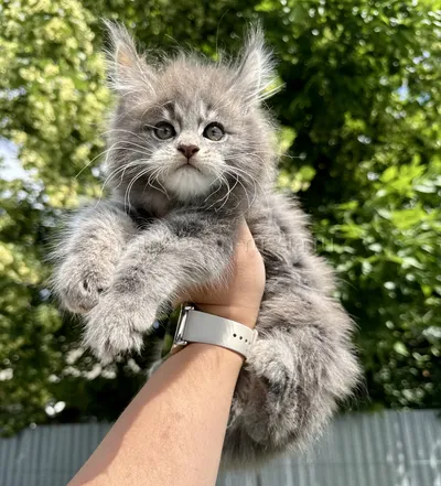Котенок мейн-кун