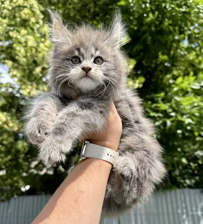 Maine Coon kitten