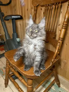 Котенок мейн-кун