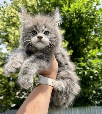 Maine Coon kitten