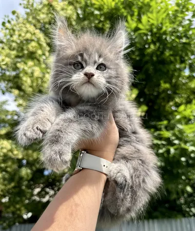 Котенок мейн-кун