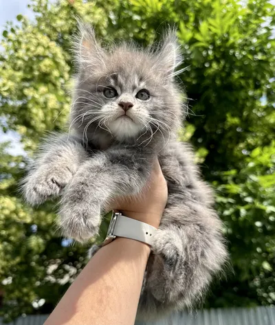 Maine Coon kitten
