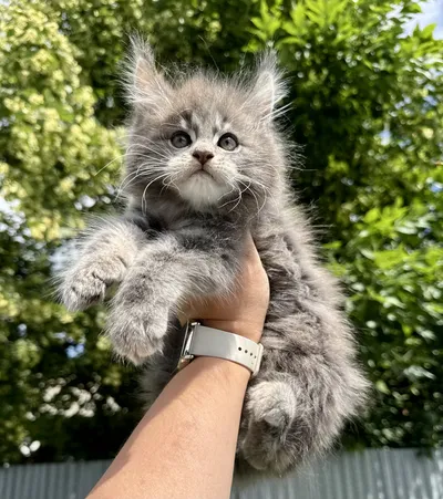 Maine Coon kitten