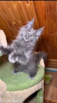 Котенок мейн-кун
