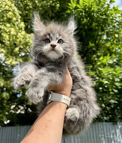 Котенок мейн-кун