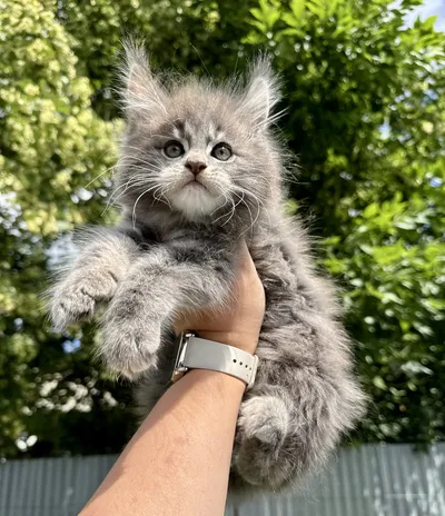 Maine Coon kitten