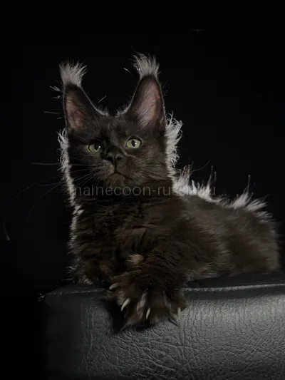Котенок мейн-кун