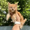 Vincent - photo 9