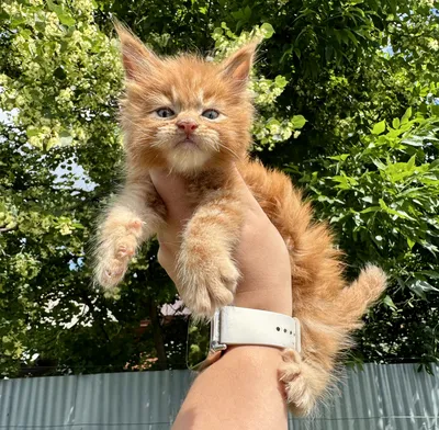 Maine Coon kitten