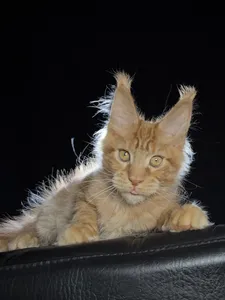 Котенок мейн-кун