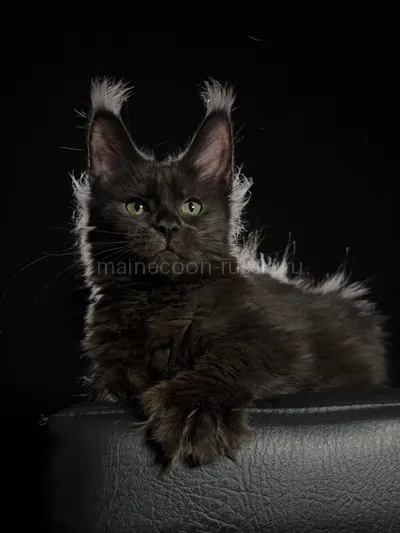 Котенок мейн-кун