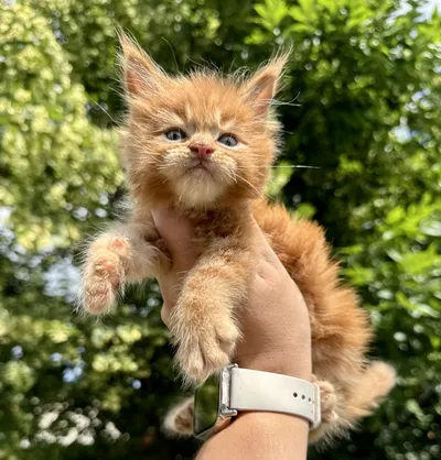 Maine Coon kitten