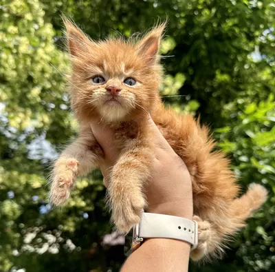 Maine Coon kitten