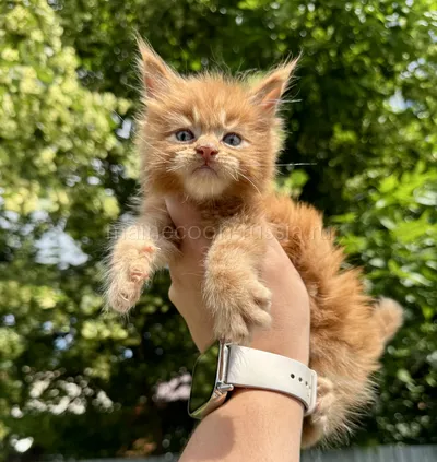 Maine Coon kitten