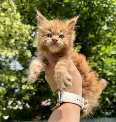 Maine Coon kitten
