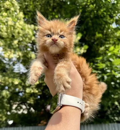 Maine Coon kitten