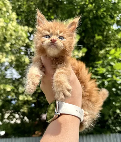 Maine Coon kitten
