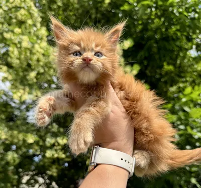 Maine Coon kitten