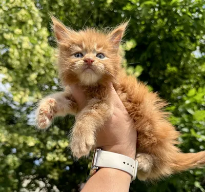 Maine Coon kitten