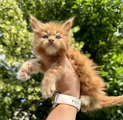 Maine Coon kitten