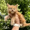 Vincent - photo 2
