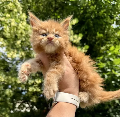 Maine Coon kitten