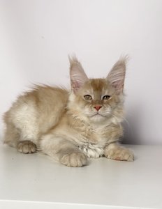 Duncan