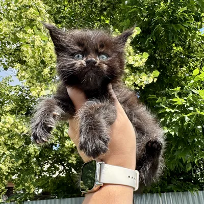 Maine Coon kitten