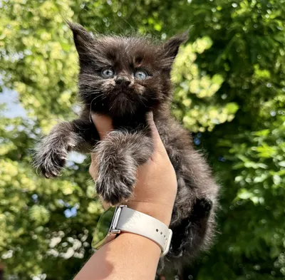 Maine Coon kitten