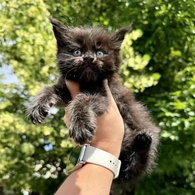 Maine Coon kitten