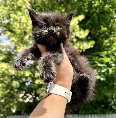 Maine Coon kitten