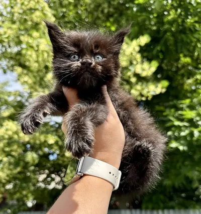Maine Coon kitten