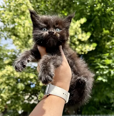 Maine Coon kitten