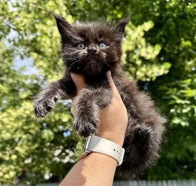 Maine Coon kitten