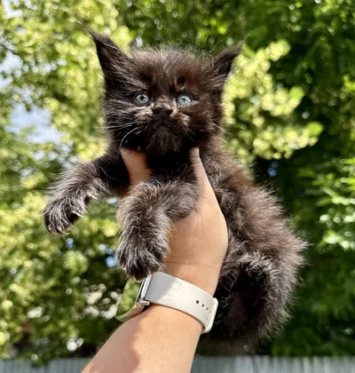 Maine Coon kitten