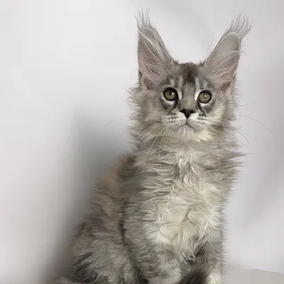 Котенок мейн-кун