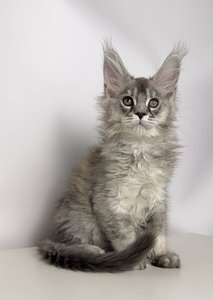 Fernando